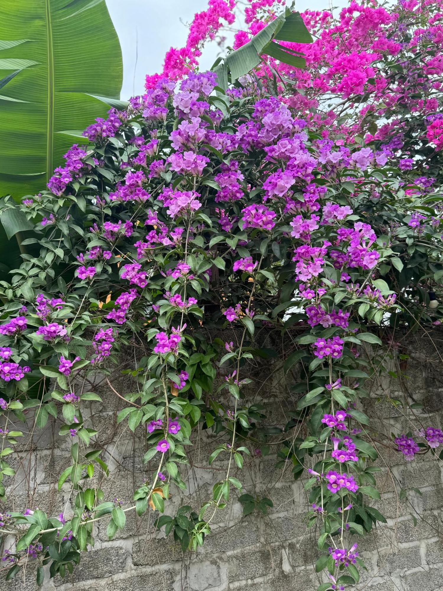 Rosa Garden Hotel Ninh Bình Kültér fotó